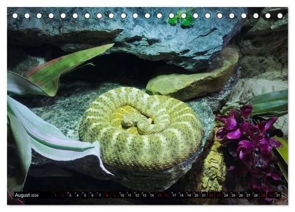 Produktbild: Faszination Giftschlangen (Tischkalender 2026 DIN A5 quer), CALVENDO Monatskalender