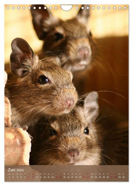 Produktbild: Degus - Winzlinge mit gro&szlig;em Herz (Wandkalender 2026 DIN A4 hoch), CALVENDO Monatskalender
