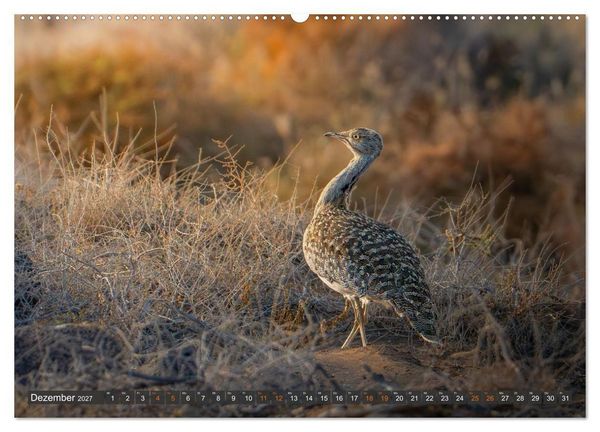 Produktbild: Die sch&ouml;nsten Brutv&ouml;gel Lanzarotes (hochwertiger Premium Wandkalender 2027 DIN A2 quer), Kunstdruck in Hochglanz
