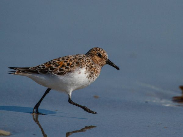 Produktbild: CALVENDO Puzzle Sanderling | 1000 Teile Lege-Gr&ouml;&szlig;e 64x48cm Foto-Puzzle f&uuml;r gl&uuml;ckliche Stunden