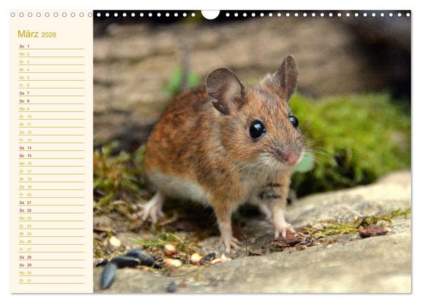 Produktbild: Gr&uuml;sse von der Maus! (Wandkalender 2026 DIN A3 quer), CALVENDO Monatskalender
