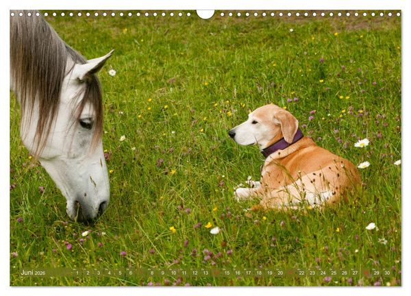Produktbild: Pferd und Hund - Vierbeinige Freunde (Wandkalender 2026 DIN A3 quer), CALVENDO Monatskalender