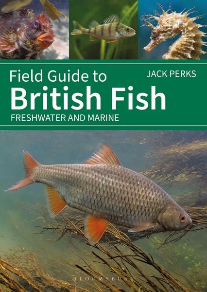 Produktbild: Field Guide to British Fish