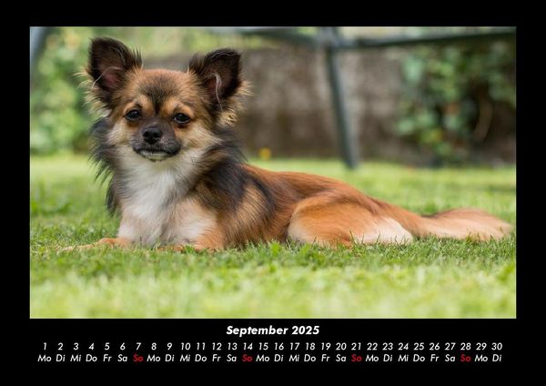 Produktbild: Hundezauber 2025 Fotokalender DIN A3