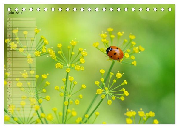 Produktbild: Coccinelles rouges &agrave; points noirs (Calendrier de bureau 2026 DIN A5 vertical), CALVENDO calendrier mensuel
