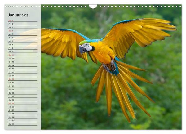 Produktbild: Papageien. Bunt, laut und klug (Wandkalender 2026 DIN A3 quer), CALVENDO Monatskalender