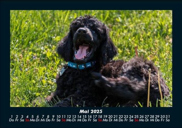 Produktbild: Hundezauber 2025 Fotokalender DIN A5