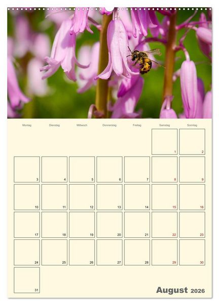 Produktbild: Bienen im Naturgarten (Wandkalender 2026 DIN A2 hoch), CALVENDO Monatskalender