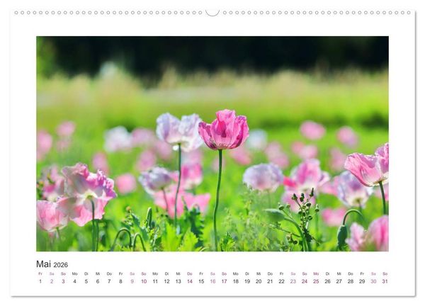 Produktbild: Mohn, Bl&uuml;tenzauber in Rosa, Pink und Wei&szlig; (Wandkalender 2026 DIN A2 quer), CALVENDO Monatskalender