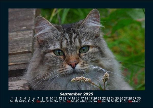 Produktbild: Katzen 2025 Fotokalender DIN A5