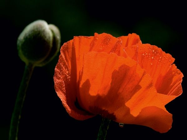 Produktbild: CALVENDO Puzzle Papaver | 1000 Teile Lege-Gr&ouml;&szlig;e 64x48cm Foto-Puzzle f&uuml;r gl&uuml;ckliche Stunden