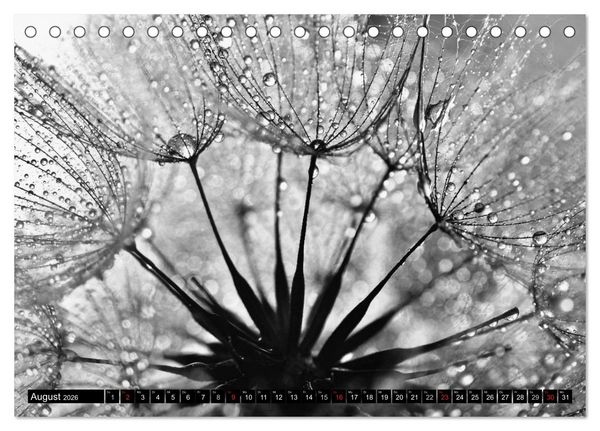 Produktbild: Pusteblume - Impressionen in schwarzwei&szlig; (Tischkalender 2026 DIN A5 quer), CALVENDO Monatskalender