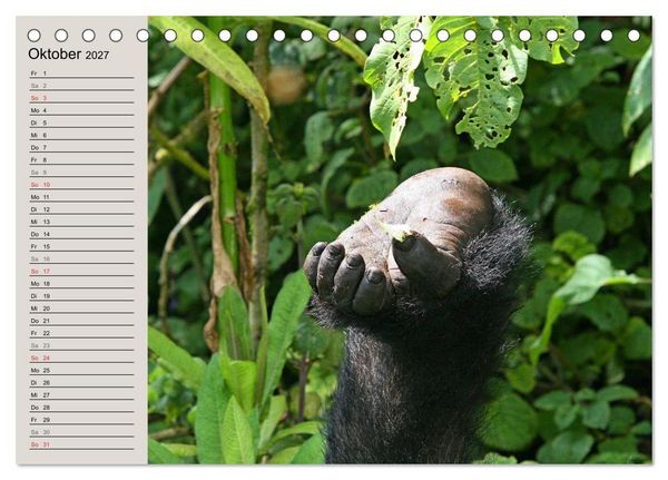 Produktbild: Berggorillas - die sanften Riesen (Tischkalender 2027 DIN A5 quer), CALVENDO Monatskalender