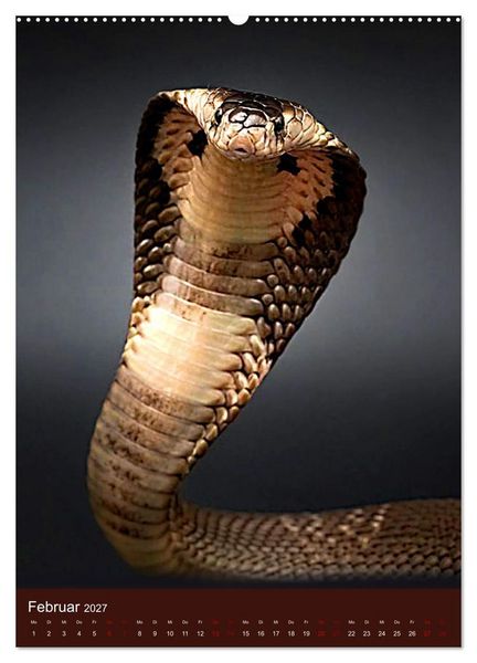 Produktbild: The Power Of Snake (Wandkalender 2027 DIN A2 hoch), CALVENDO Monatskalender