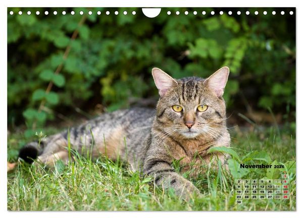 Produktbild: Katzen im Gr&uuml;nen (Wandkalender 2026 DIN A4 quer), CALVENDO Monatskalender