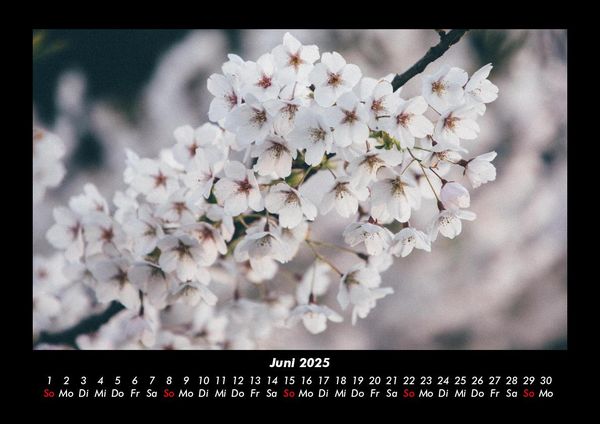 Produktbild: Blumentr&auml;ume 2025 Fotokalender DIN A3