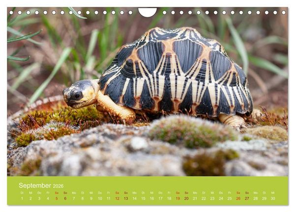 Produktbild: Meine Schildkr&ouml;ten (Wandkalender 2026 DIN A4 quer), CALVENDO Monatskalender