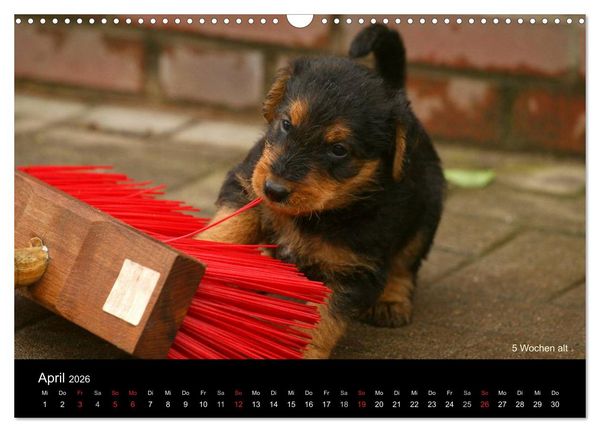 Produktbild: Airedale Terrier Welpen (Wandkalender 2026 DIN A3 quer), CALVENDO Monatskalender