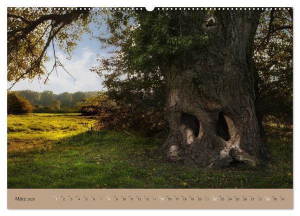 Produktbild: Unser Wald - Magische Sichten in norddeutsche W&auml;lder (Wandkalender 2026 DIN A2 quer), CALVENDO Monatskalender