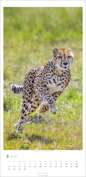 Produktbild: Big Cats Kalender 2027