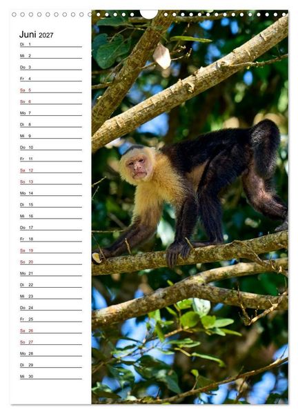 Produktbild: Costa Rica - Magische Tiere des Regenwaldes (Wandkalender 2027 DIN A3 hoch), CALVENDO Monatskalender