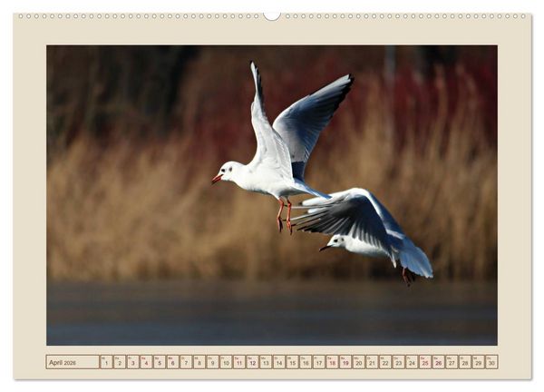 Produktbild: V&ouml;gel am Chemnitzer Schlossteich (Wandkalender 2026 DIN A2 quer), CALVENDO Monatskalender