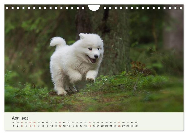 Produktbild: Kleine Samojeden - Eisb&auml;rchen Abenteuer im M&auml;rchenwald (Wandkalender 2026 DIN A4 quer), CALVENDO Monatskalender