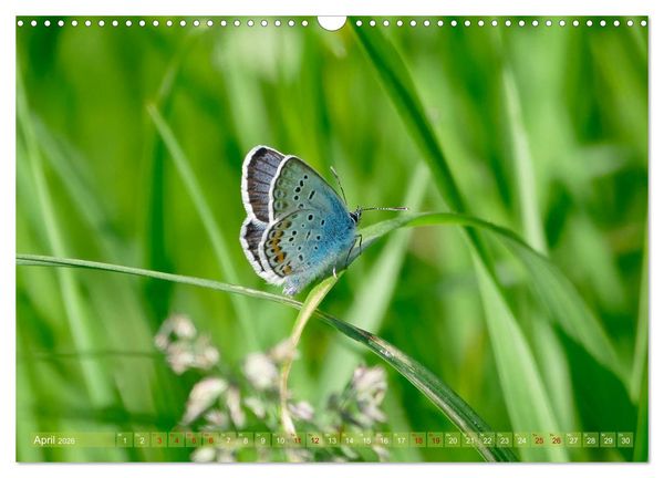 Produktbild: Schmetterlingsjahr (Wandkalender 2026 DIN A3 quer), CALVENDO Monatskalender