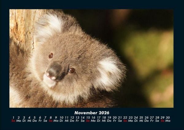 Produktbild: Koala 2026 Fotokalender DIN A4