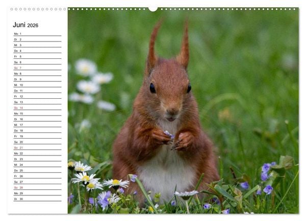 Produktbild: Mit dem Eichh&ouml;rnchen durchs Jahr (Wandkalender 2026 DIN A2 quer), CALVENDO Monatskalender
