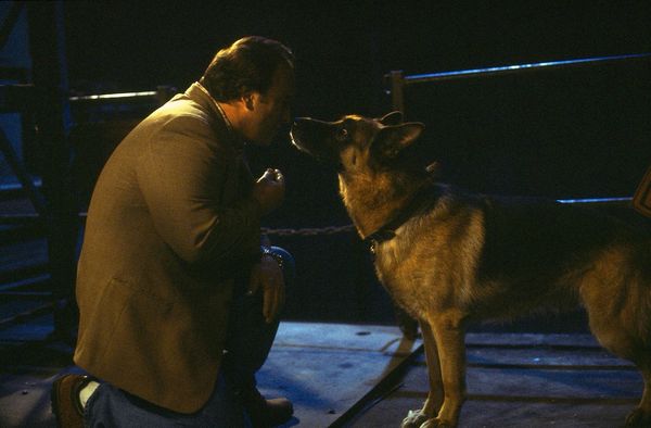 K 9 K 911 K 9 P I Mein Partner Mit Der Kalten Schnauze 3 Dvds Von Charles T Kanganis Dvd Thalia