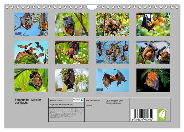 Produktbild: Flughunde - Meister der Nacht (Wandkalender 2026 DIN A4 quer), CALVENDO Monatskalender