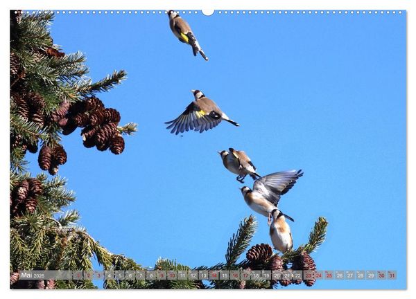 Produktbild: V&ouml;gel im Fluge (Wandkalender 2026 DIN A2 quer), CALVENDO Monatskalender