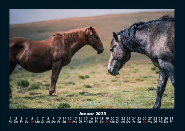 Produktbild: Welt der Pferde 2025 Fotokalender DIN A4