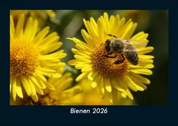 Produktbild: Bienen 2026 Fotokalender DIN A5
