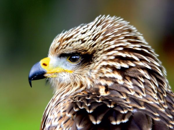 Produktbild: CALVENDO Puzzle Greifv&ouml;gel - Junger Rotmilan | 1000 Teile Lege-Gr&ouml;&szlig;e 64x48cm Foto-Puzzle f&uuml;r gl&uuml;ckliche Stunden