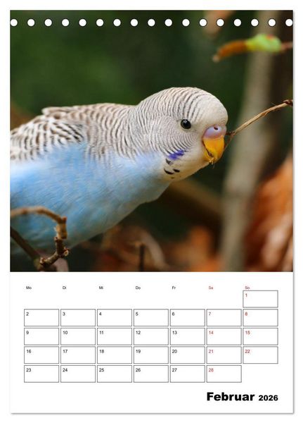 Produktbild: Wellensittichkalender Jubil&auml;umsedition - 10 Jahre Wellensittichkalender! (Tischkalender 2026 DIN A5 hoch), CALVENDO Monatskalender