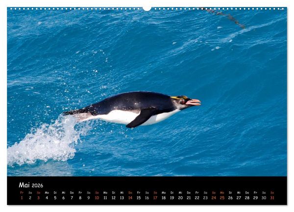 Produktbild: Pinguine aus aller Welt (Wandkalender 2026 DIN A2 quer), CALVENDO Monatskalender