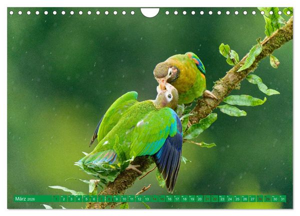 Produktbild: Papageien (Wandkalender 2026 DIN A4 quer), CALVENDO Monatskalender