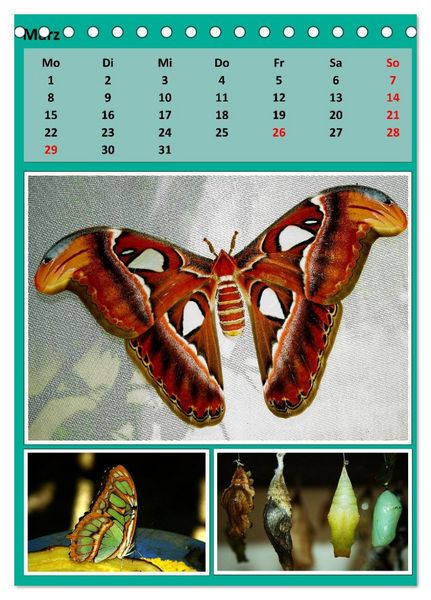 Produktbild: Karibik - Eindr&uuml;cke einer Kreuzfahrt (Tischkalender 2027 DIN A5 hoch), CALVENDO Monatskalender