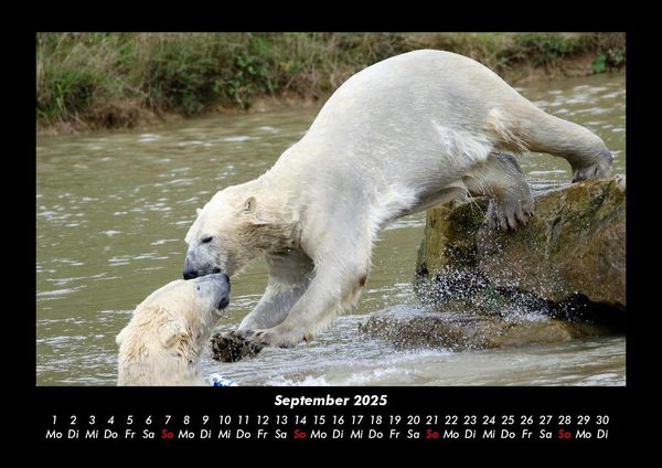 Produktbild: Pinguine & Eisb&auml;ren 2025 Fotokalender DIN A3