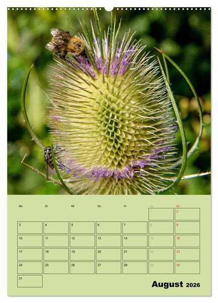 Produktbild: Bienenplaner (Wandkalender 2026 DIN A2 hoch), CALVENDO Monatskalender