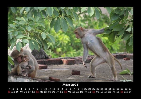 Produktbild: Welt der Affen 2026 Fotokalender DIN A3