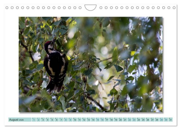 Produktbild: Augenblicke im M&uuml;ritz Nationalpark (Wandkalender 2026 DIN A4 quer), CALVENDO Monatskalender