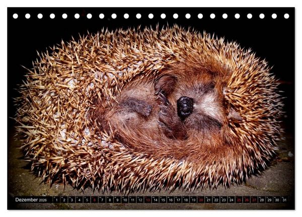 Produktbild: Meine Igel (Tischkalender 2026 DIN A5 quer), CALVENDO Monatskalender