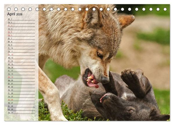 Produktbild: W&ouml;lfe. Graue Eminenzen (Tischkalender 2026 DIN A5 quer), CALVENDO Monatskalender
