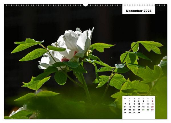 Produktbild: Zauber der P&auml;onien-Bl&uuml;te (hochwertiger Premium Wandkalender 2026 DIN A2 quer), Kunstdruck in Hochglanz
