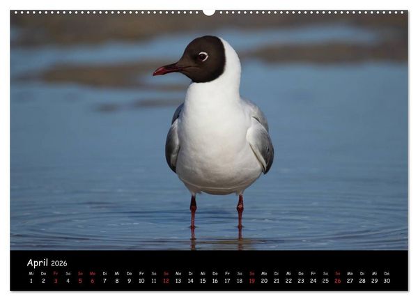 Produktbild: V&ouml;gel der Nordseek&uuml;ste (hochwertiger Premium Wandkalender 2026 DIN A2 quer), Kunstdruck in Hochglanz