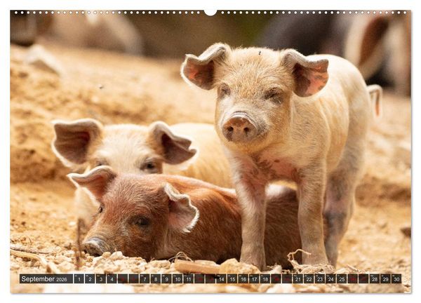 Produktbild: Korsika - s&uuml;&szlig;e, wilde Schweinchen (hochwertiger Premium Wandkalender 2026 DIN A2 quer), Kunstdruck in Hochglanz
