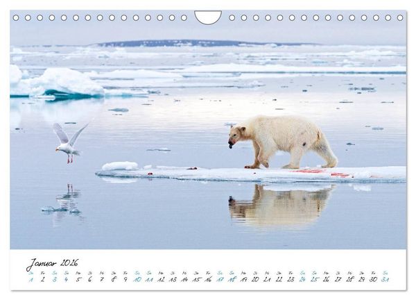 Produktbild: 78&deg; Nord - Arktische Momente in Svalbard (Wandkalender 2026 DIN A4 quer), CALVENDO Monatskalender